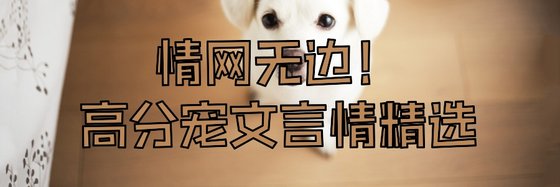 情网无边！高分宠文言情精选